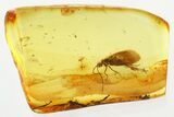 Detailed Fossil Caddisfly (Trichoptera) In Baltic Amber #321718-1